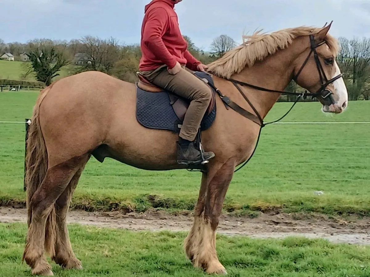 16hh 4 year old Gelding - Image 2