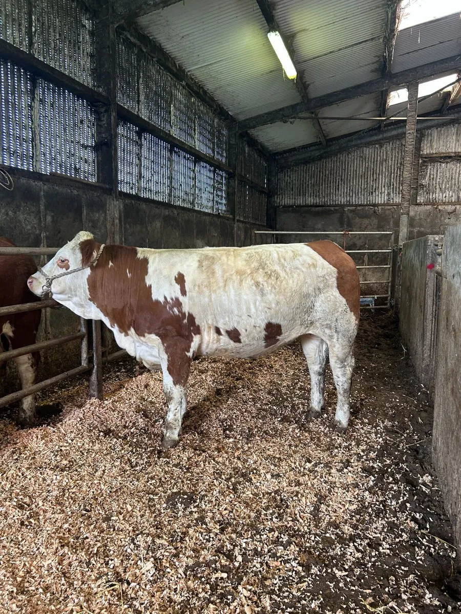 Pedigree Simmental Heifer - Image 1