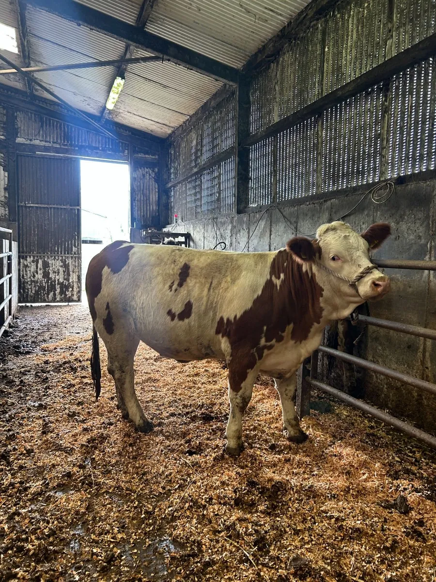 Pedigree Simmental Heifer - Image 4