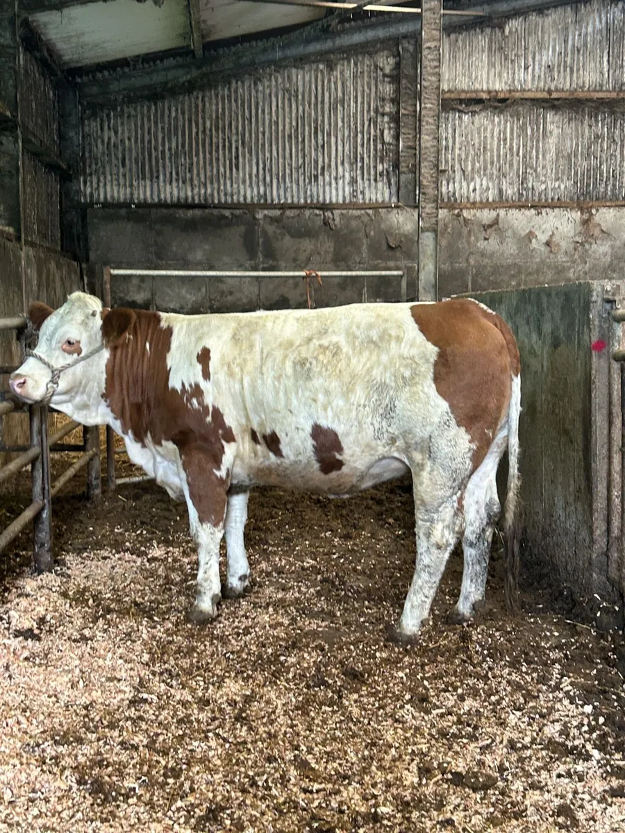 Pedigree Simmental Heifer - Image 2