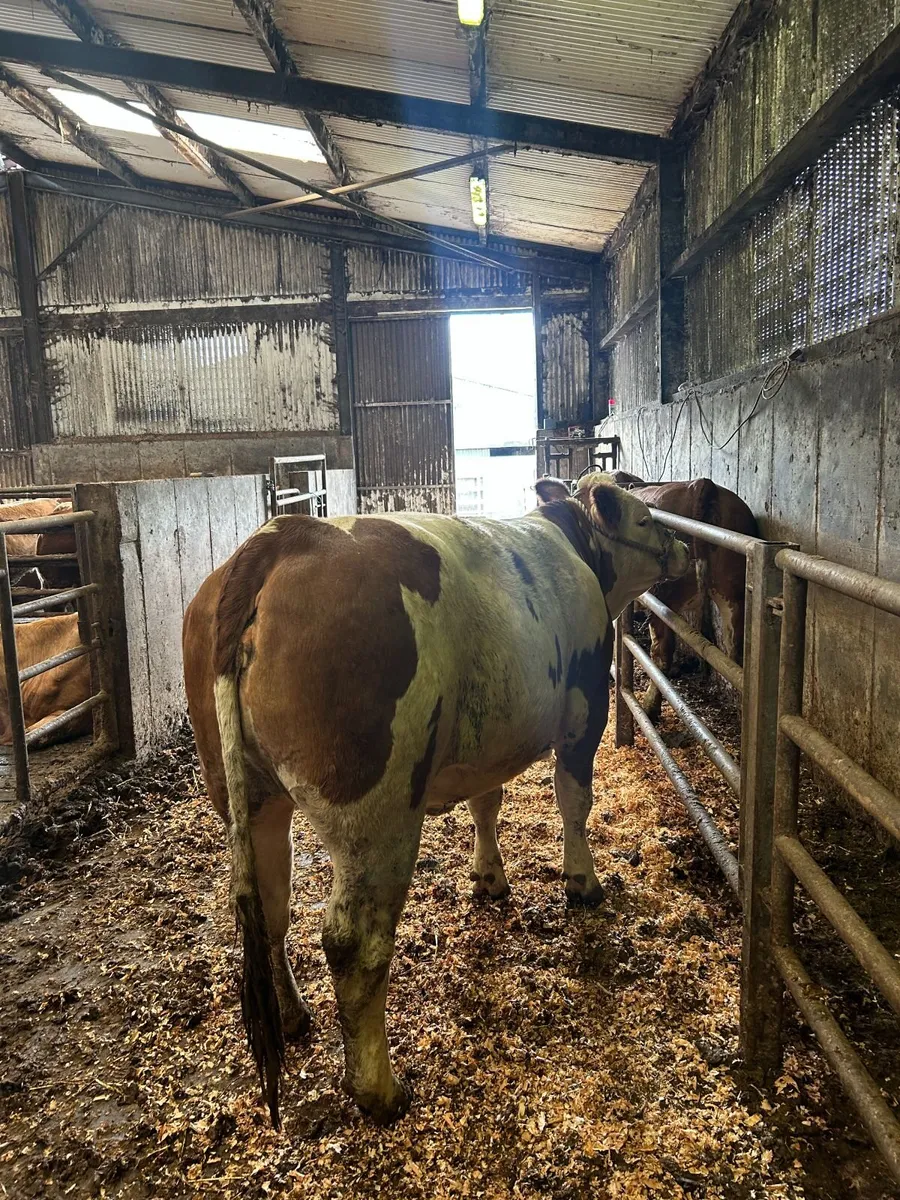 Pedigree Simmental Heifer - Image 3