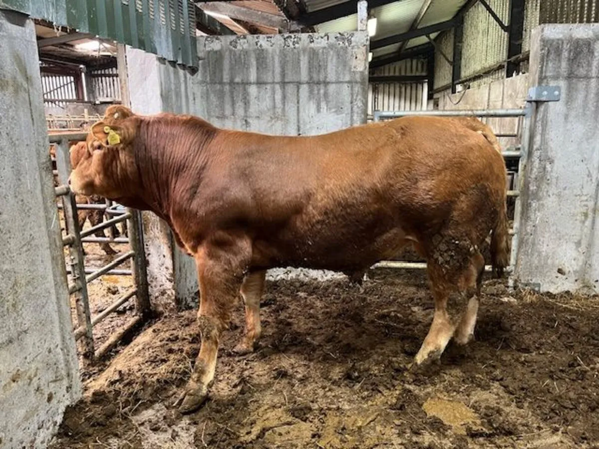 Purebred limousin Bulls - Image 1