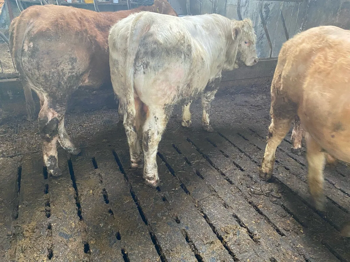 Yearling bulls - Image 1