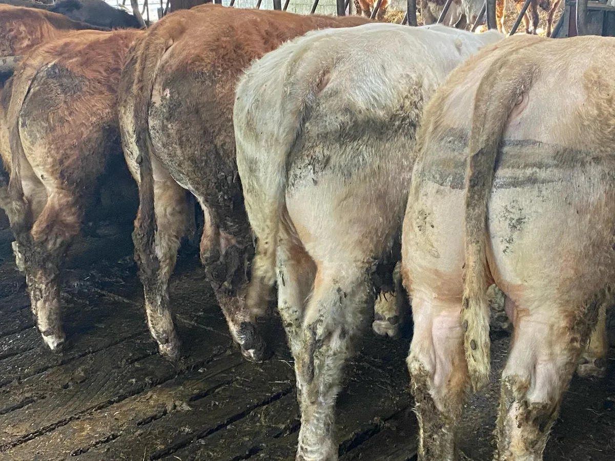 Yearling bulls - Image 2