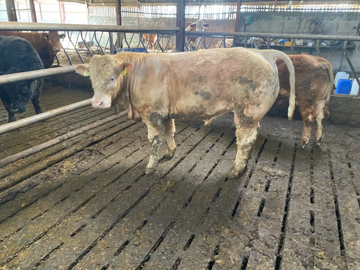 Yearling bulls - Image 3