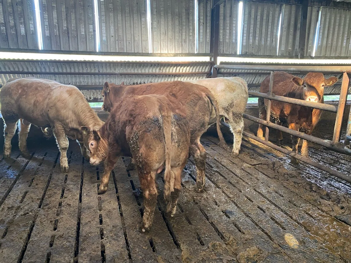 Yearling bulls - Image 4