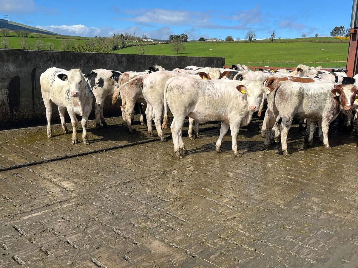 25 Belgian Blue heifers Enniscorthy Mart 7th April - Image 1
