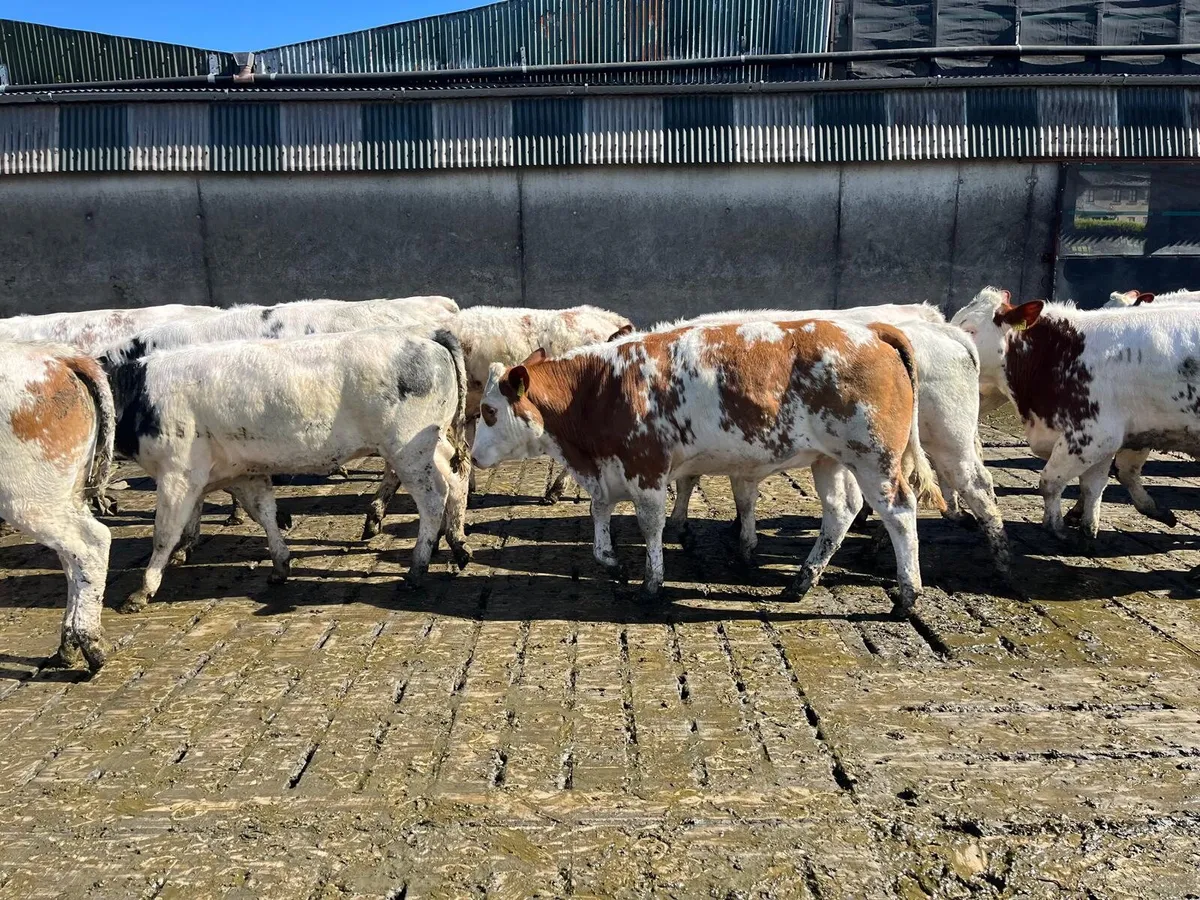25 Belgian Blue heifers Enniscorthy Mart 7th April - Image 4