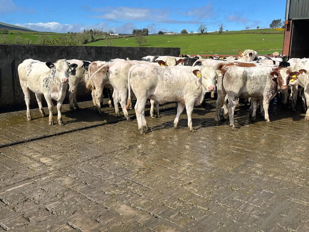25 Belgian Blue heifers Enniscorthy Mart 7th April - Image 2