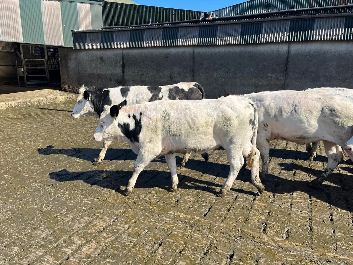 25 Belgian Blue heifers Enniscorthy Mart 7th April - Image 3