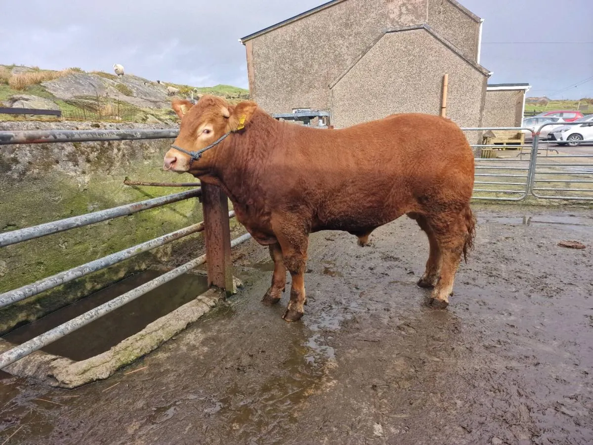 Limousin Bull - Image 1