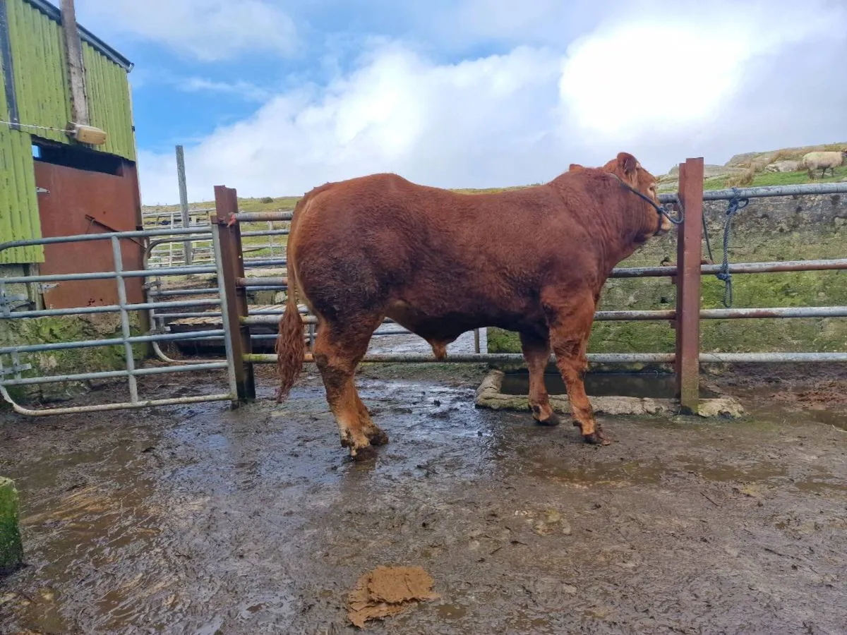Limousin Bull - Image 2