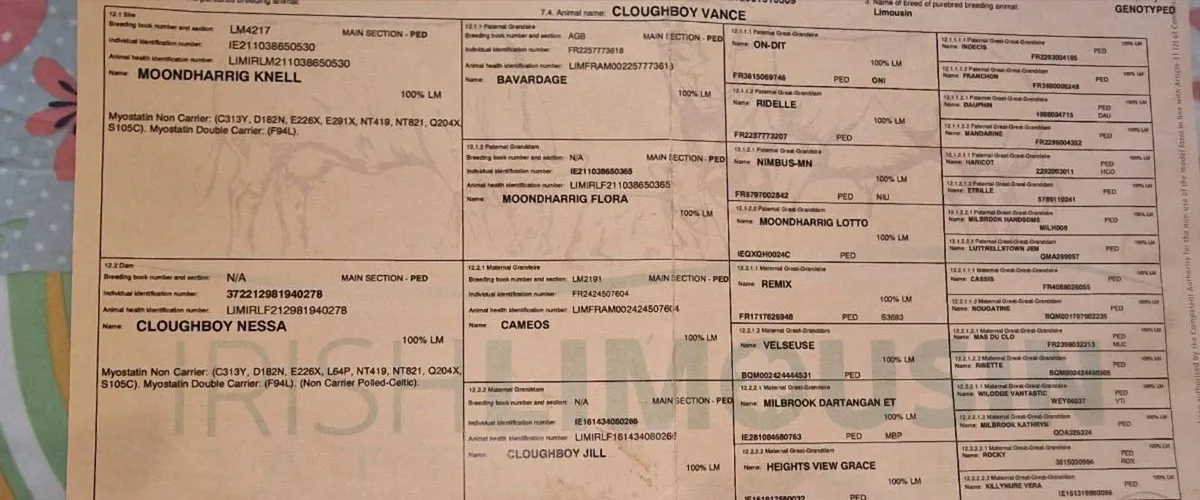 Limousin Bull - Image 3