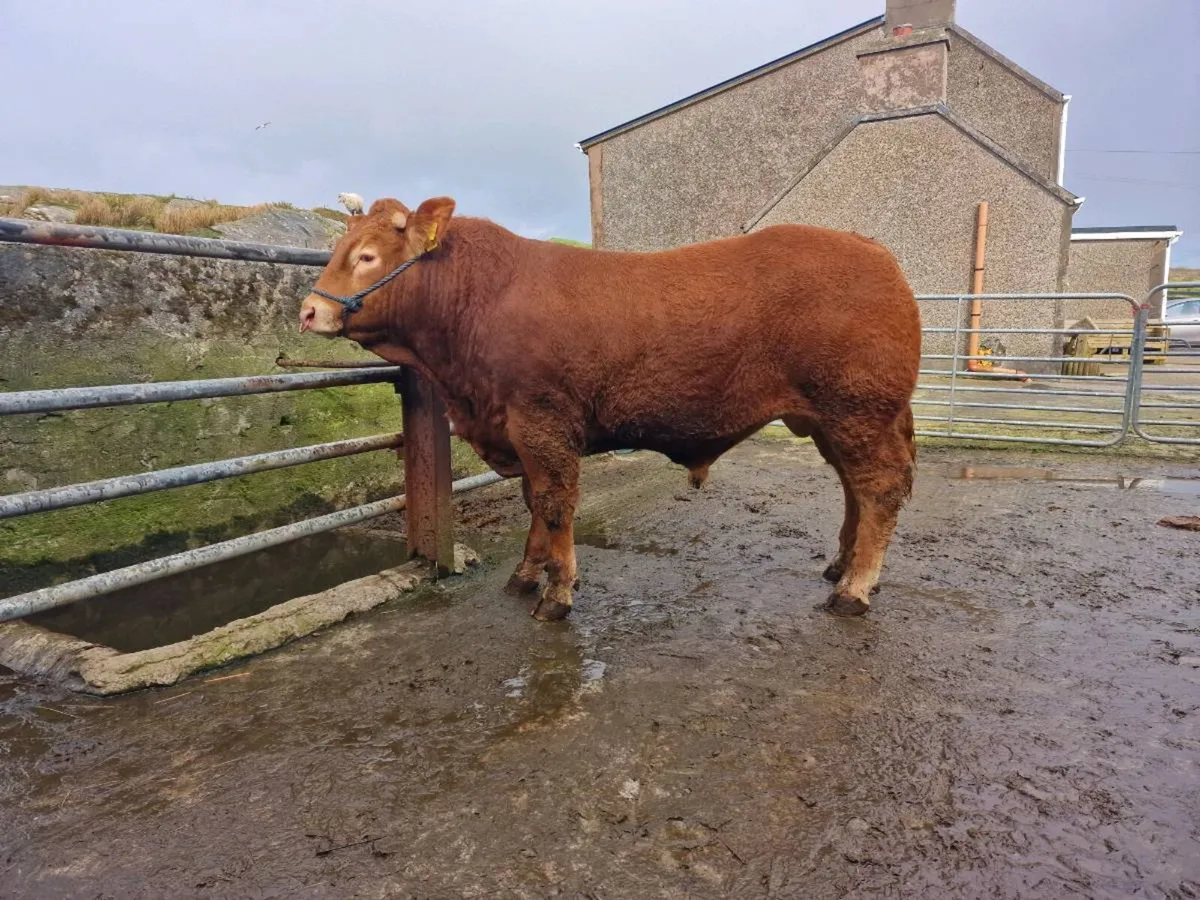 Limousin Bull - Image 4