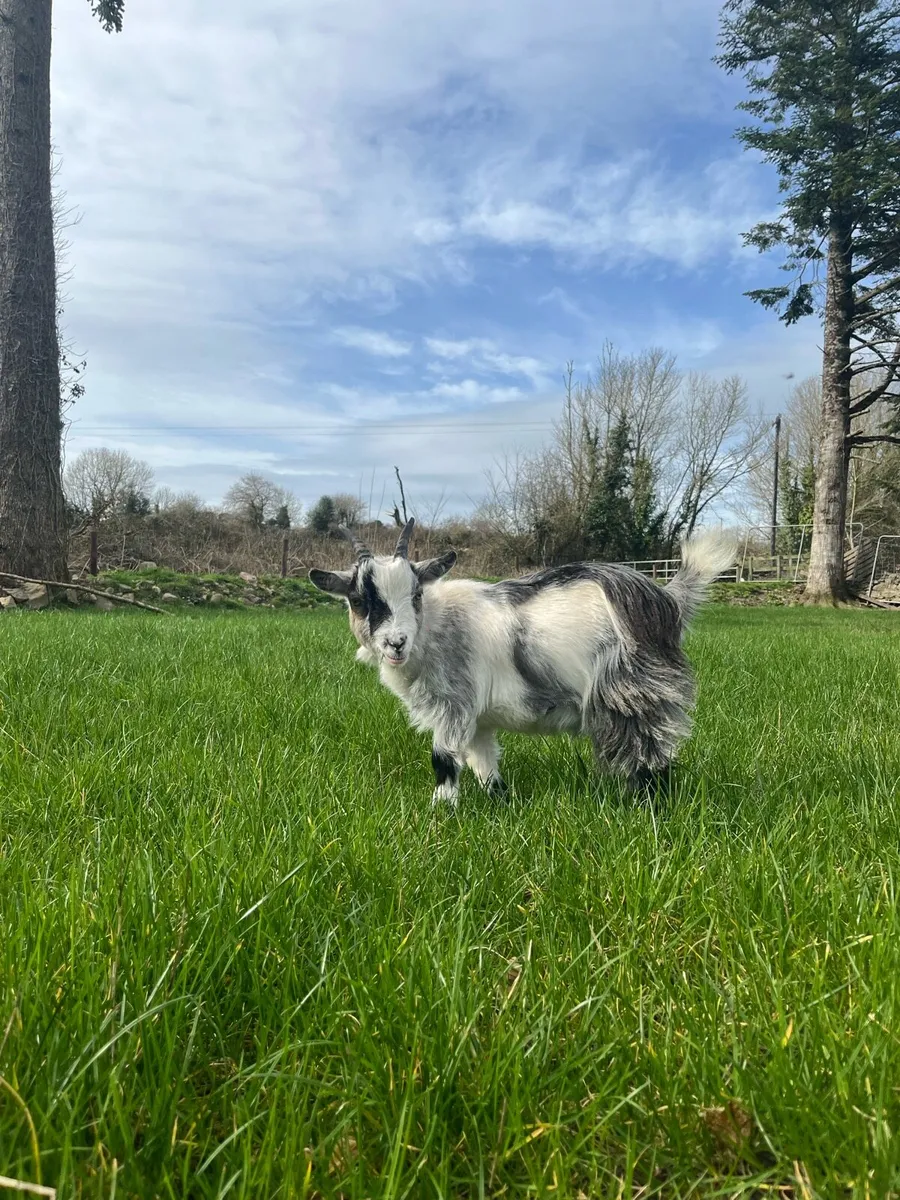 Pet Pygmy goats - Image 2