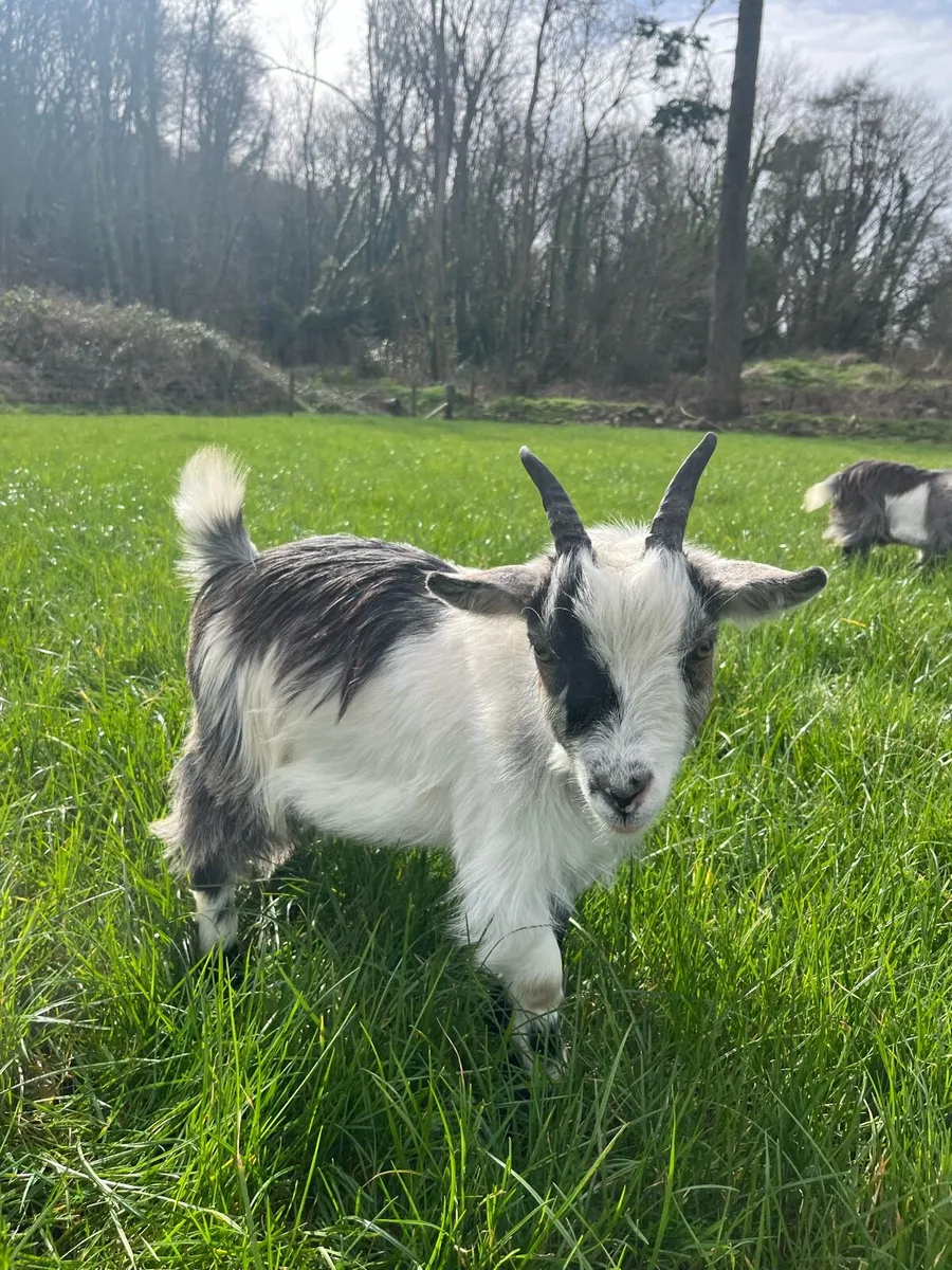 Pet Pygmy goats - Image 3