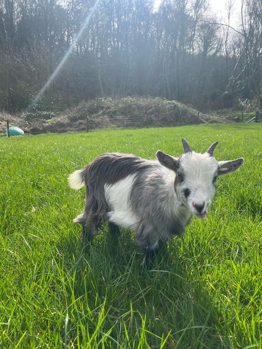 Pet Pygmy goats - Image 4