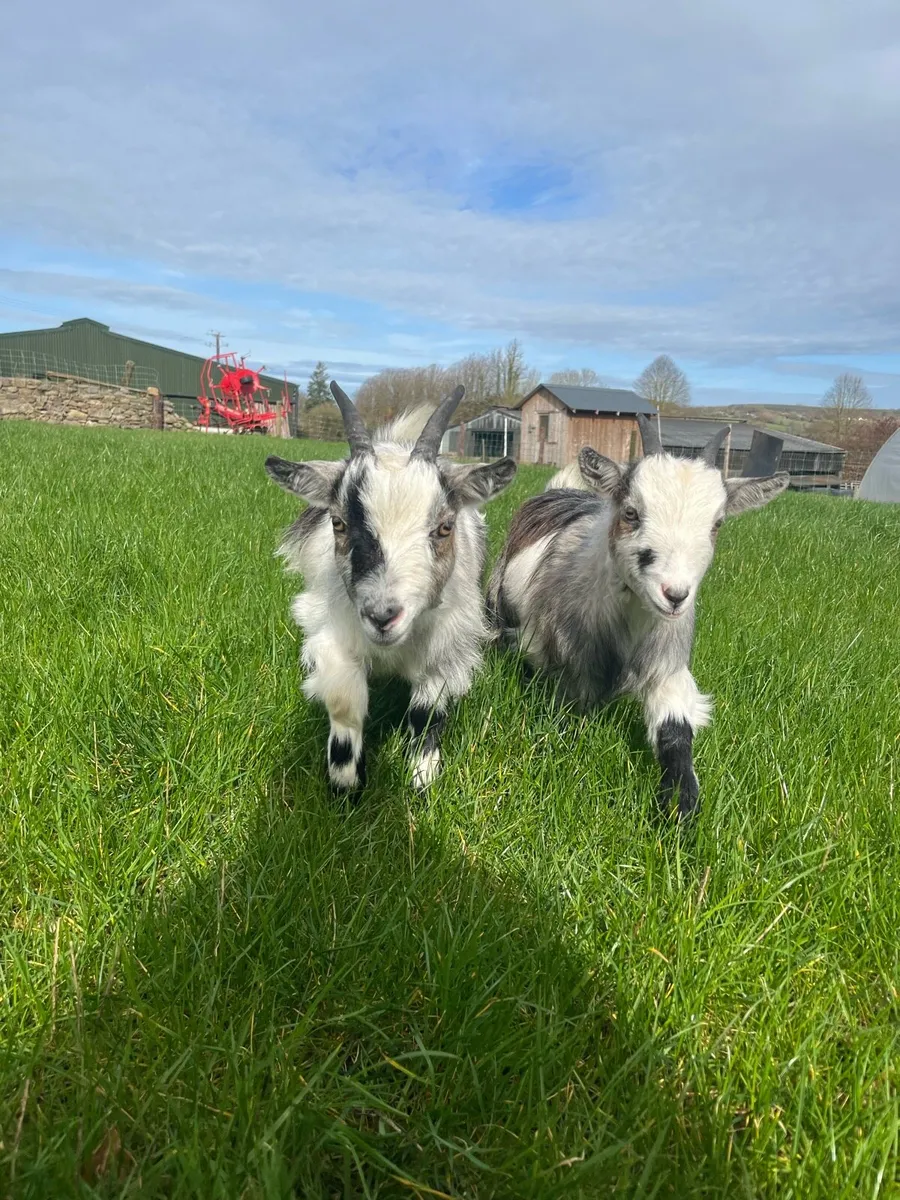 Pet Pygmy goats - Image 1