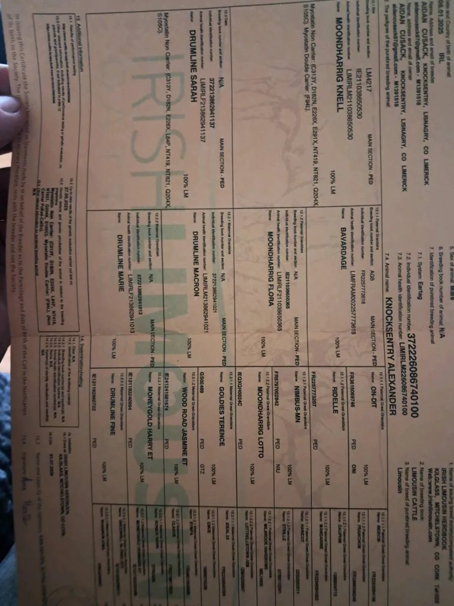 Limousine Bull - Image 2