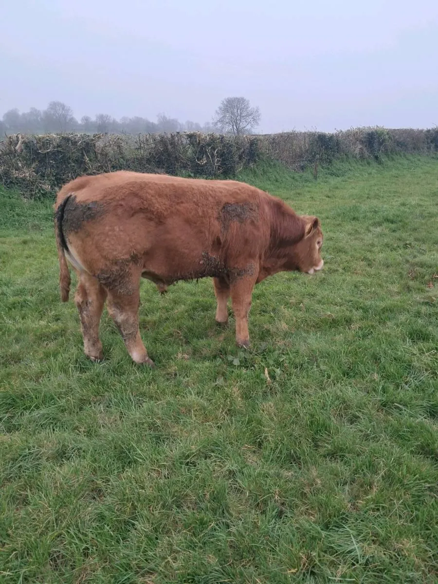 Limousine Bull - Image 3