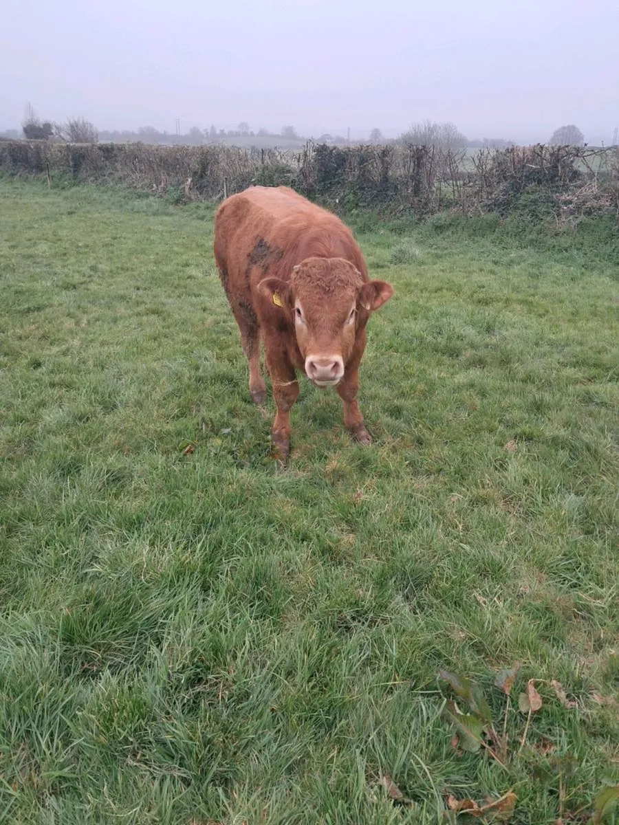 Limousine Bull - Image 1