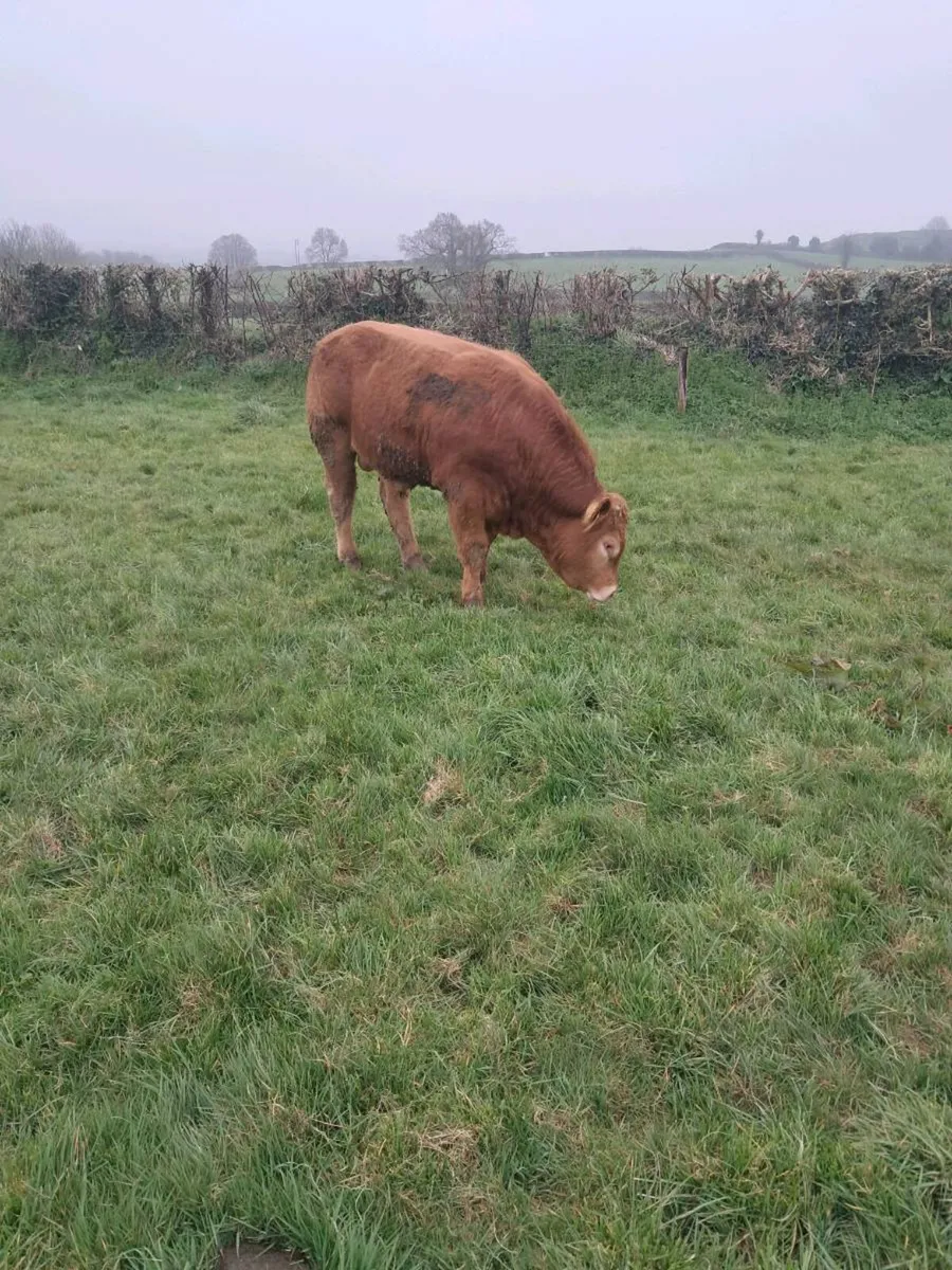 Limousine Bull - Image 4