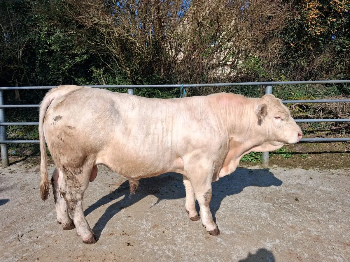 Ped Ch Bull - Image 1