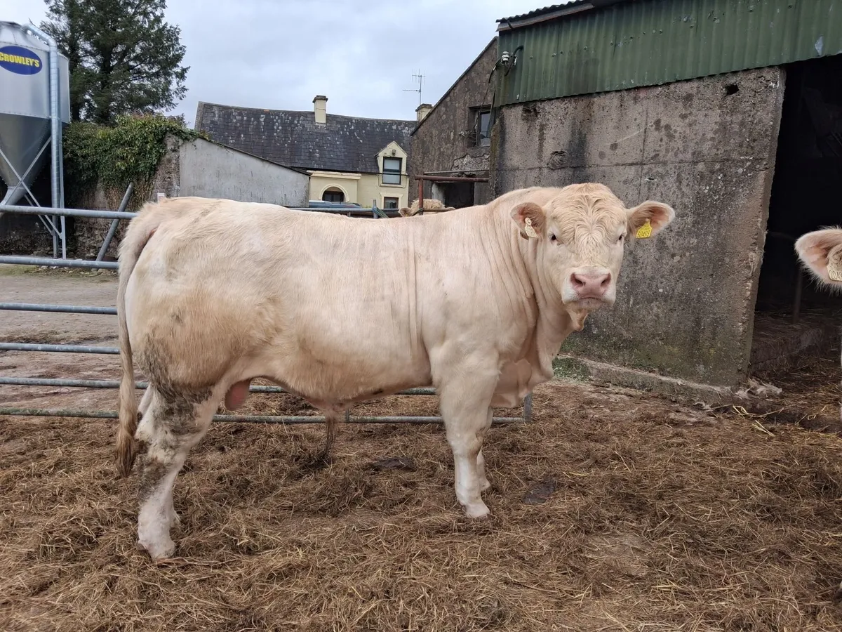 Ped Ch Bull - Image 2