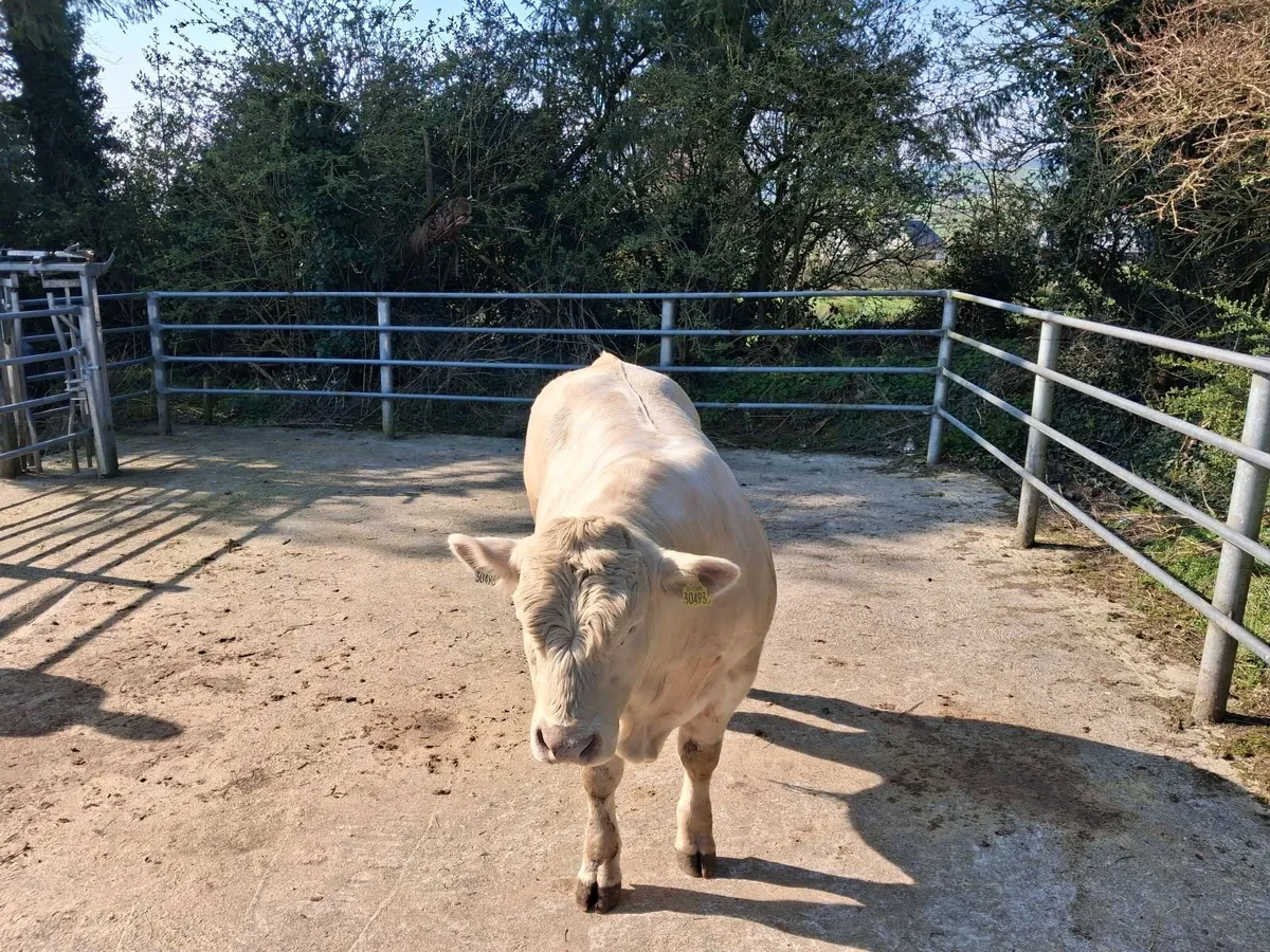 Ped Ch Bull - Image 3