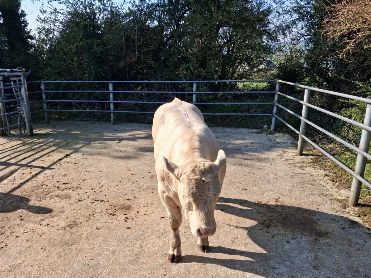 Ped Ch Bull - Image 4