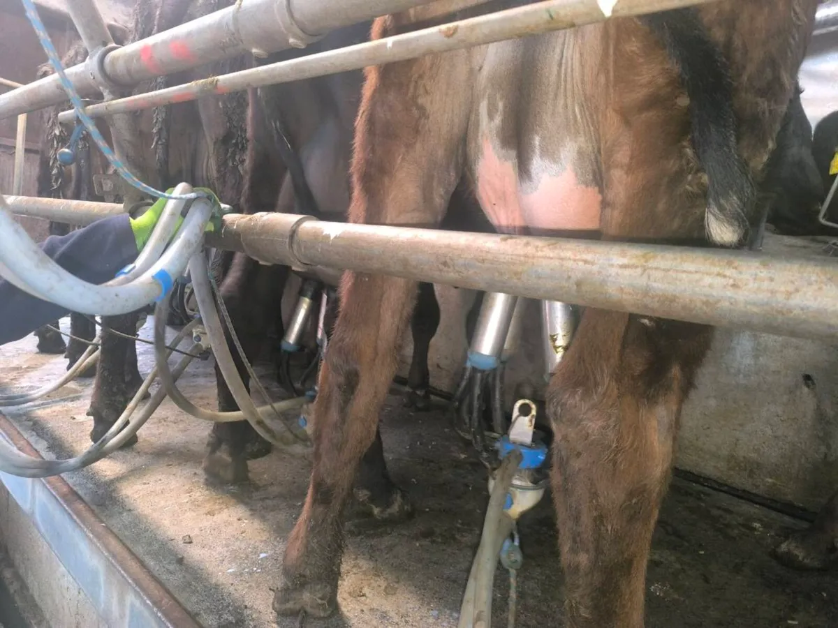 1st lactation cows - Image 1