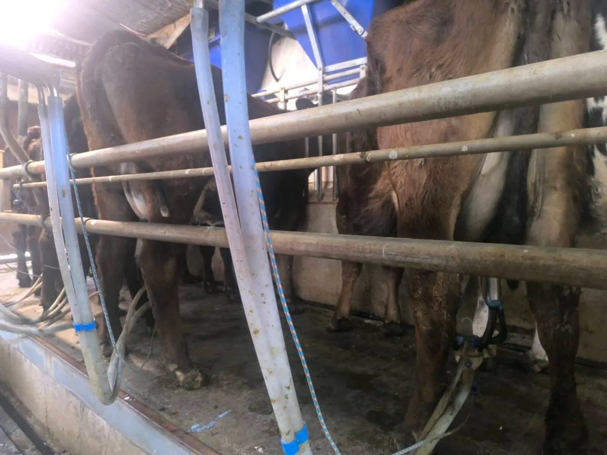 1st lactation cows - Image 2