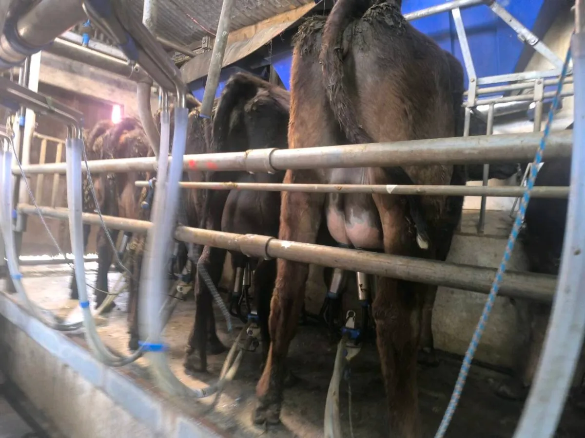 1st lactation cows - Image 3