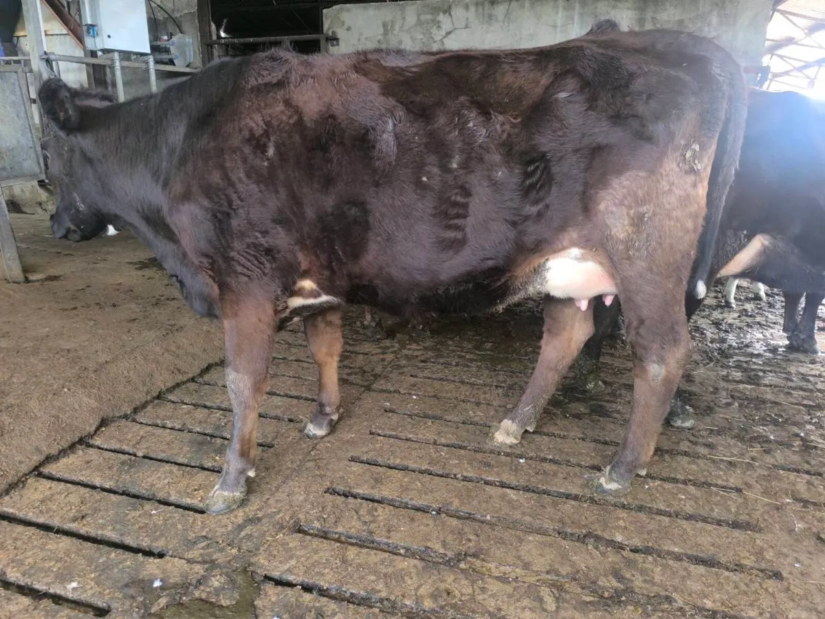 1st lactation cows - Image 4