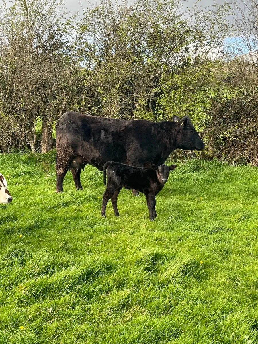 PBR AA suckler - Image 2