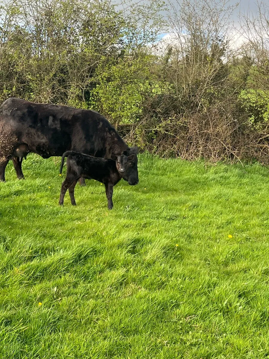 PBR AA suckler - Image 3