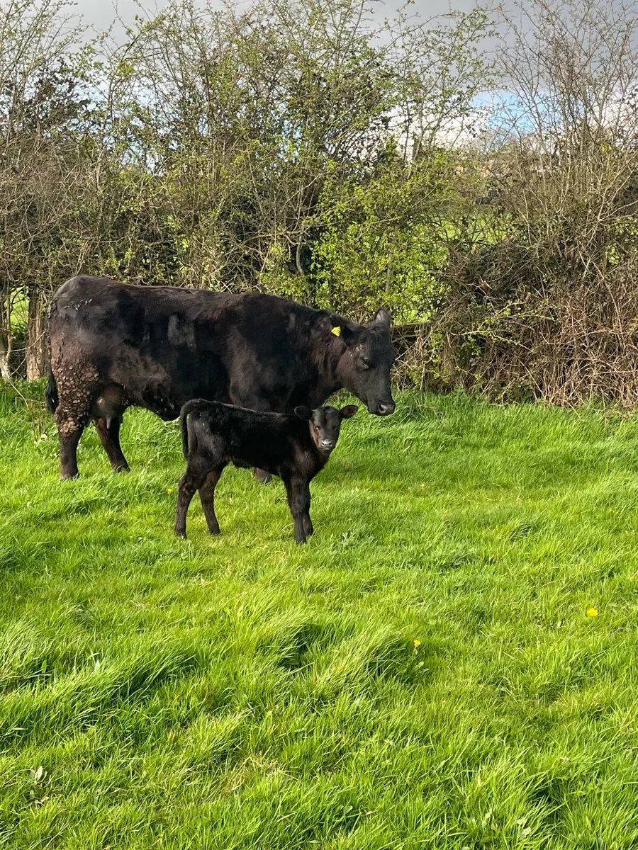 PBR AA suckler - Image 1