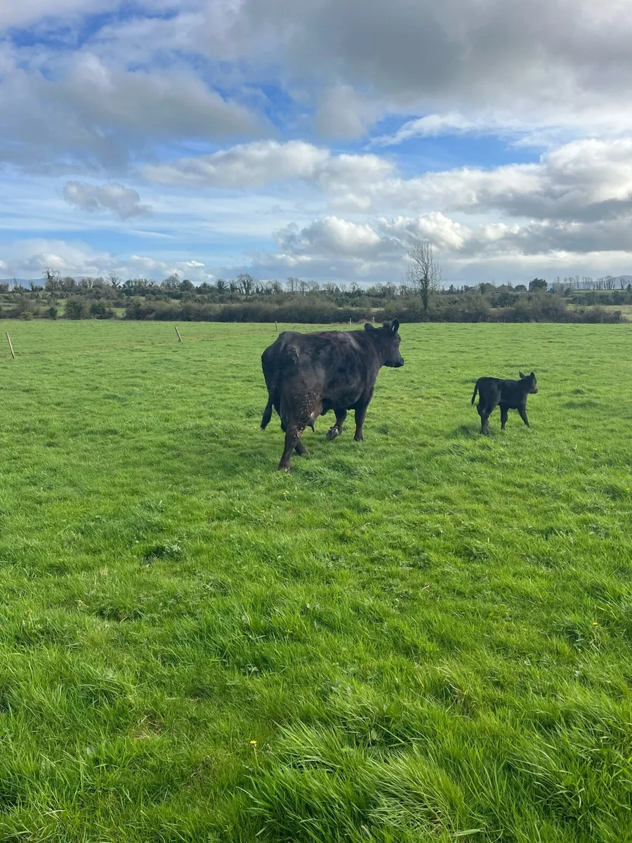 PBR AA suckler - Image 4