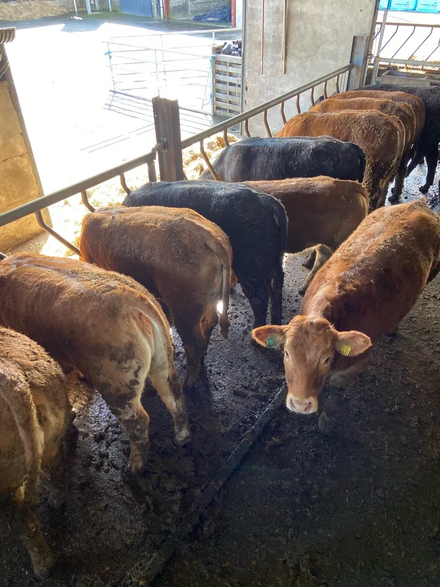 Limousin Heifers - Image 1