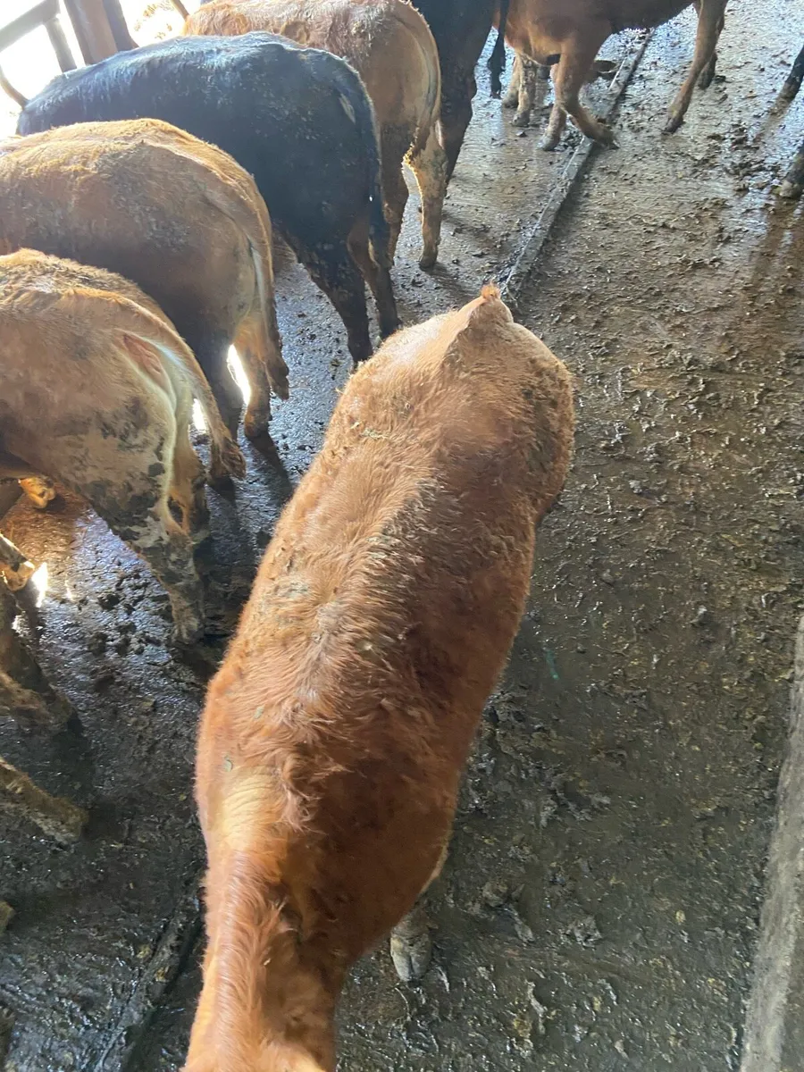 Limousin Heifers - Image 2