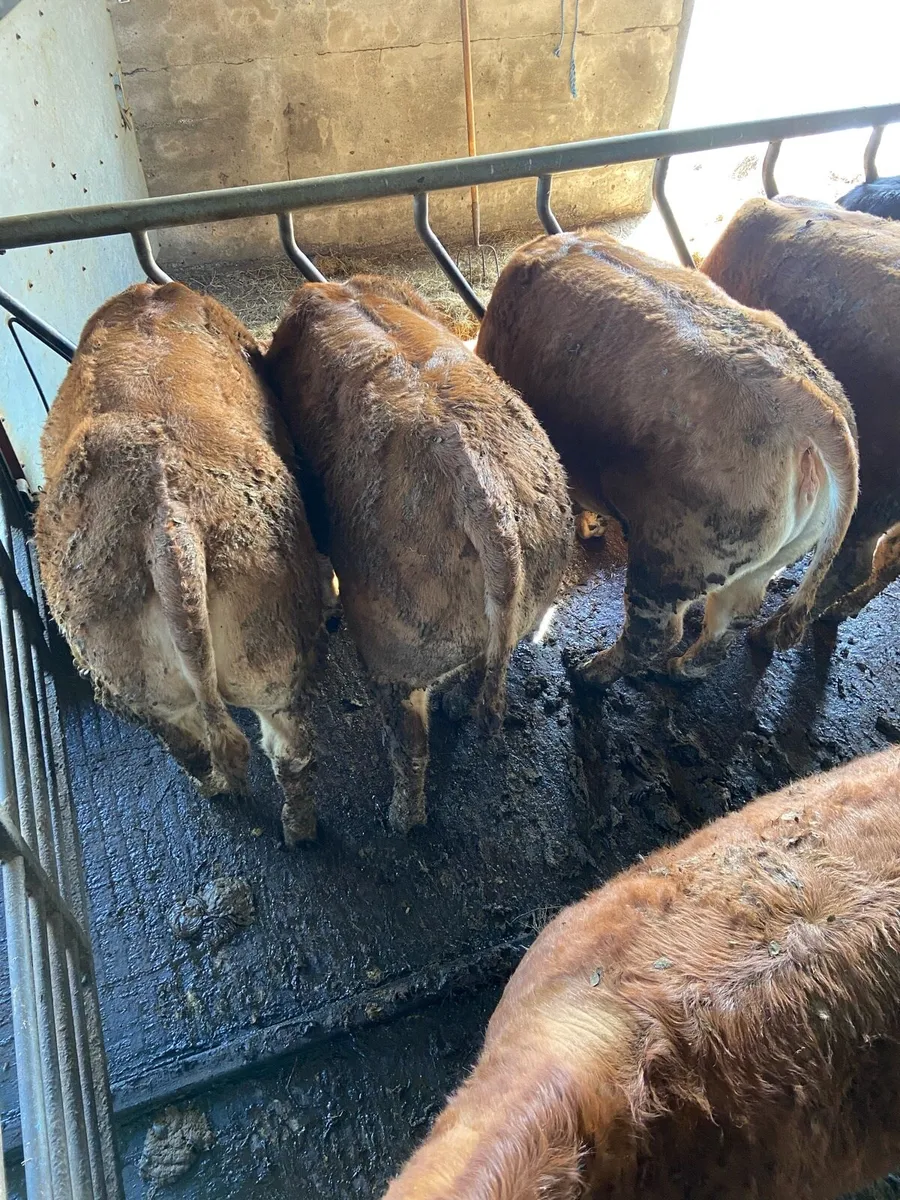 Limousin Heifers - Image 3