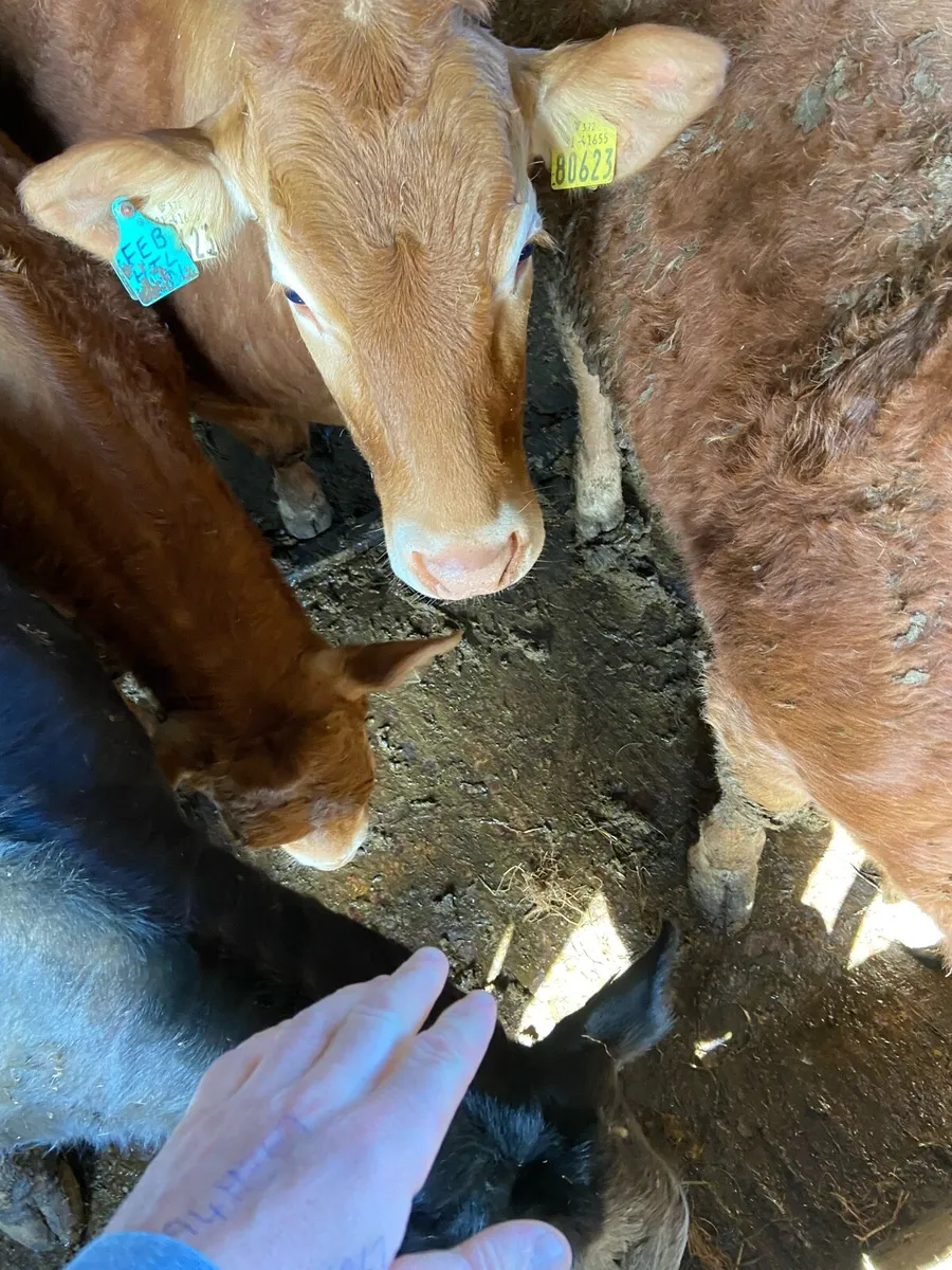 Limousin Heifers - Image 4