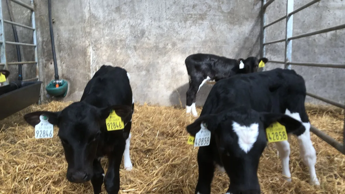 Pedigree Friesian Heifer calves