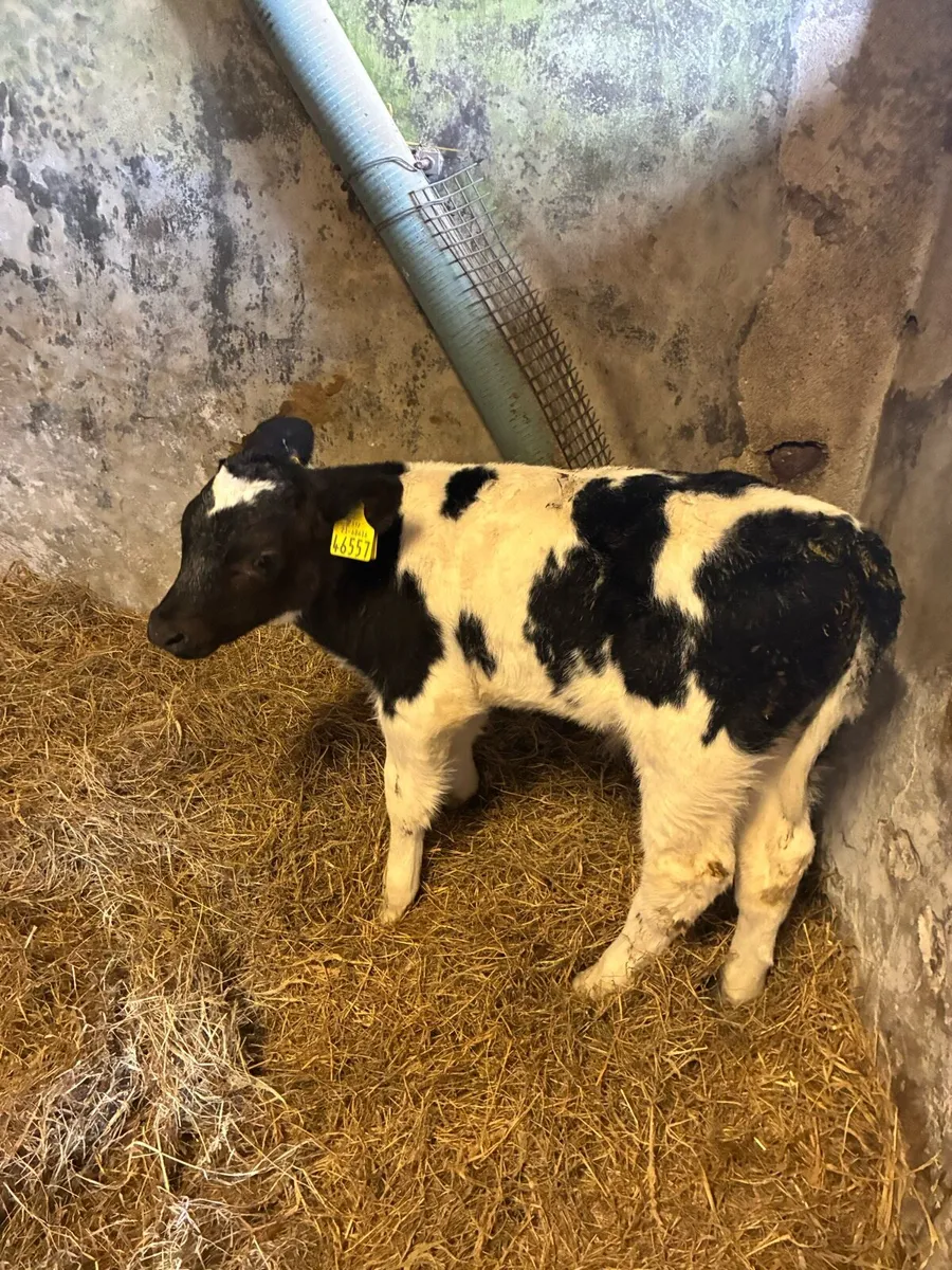 Belgium blue calves - Image 3