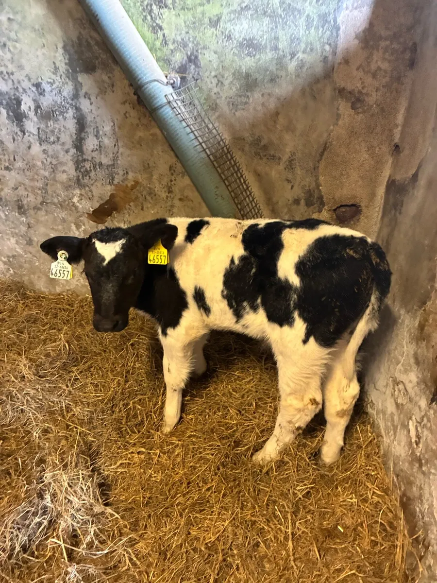 Belgium blue calves - Image 4