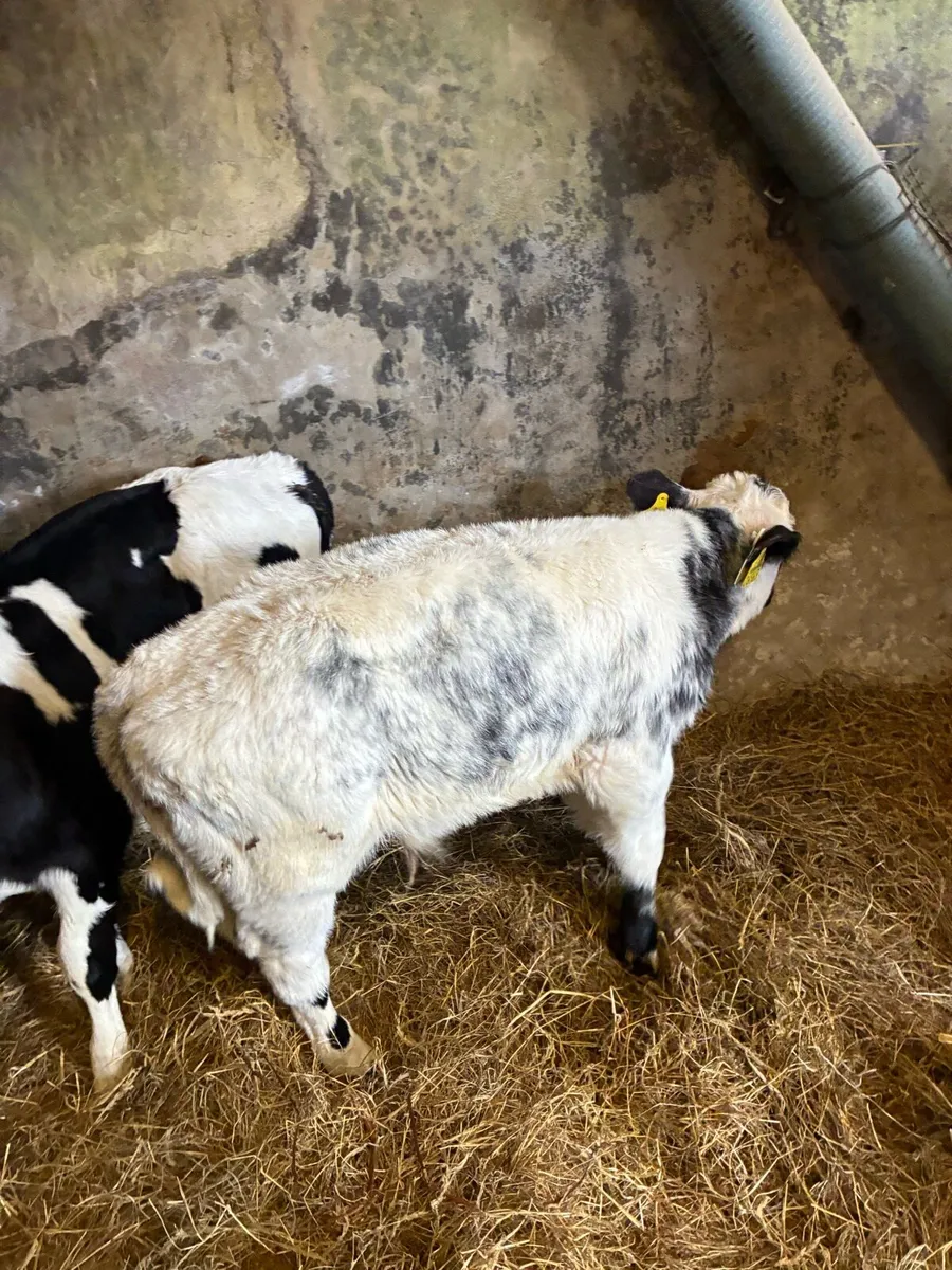 Belgium blue calves - Image 1