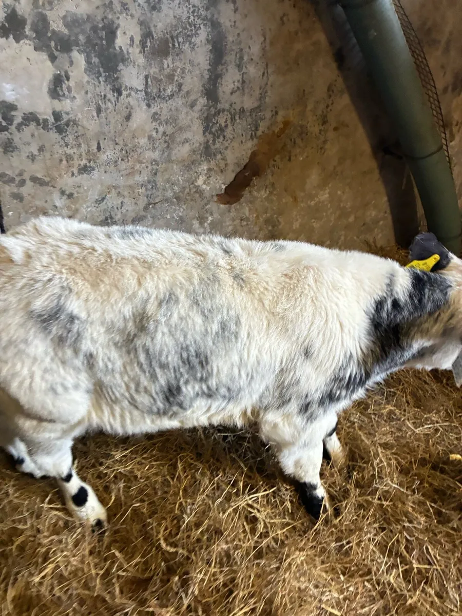 Belgium blue calves - Image 2