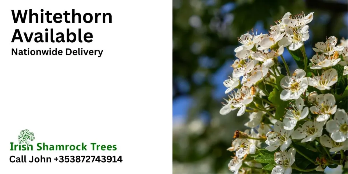 Whitethorn Hedging – Year Round from €0.50c