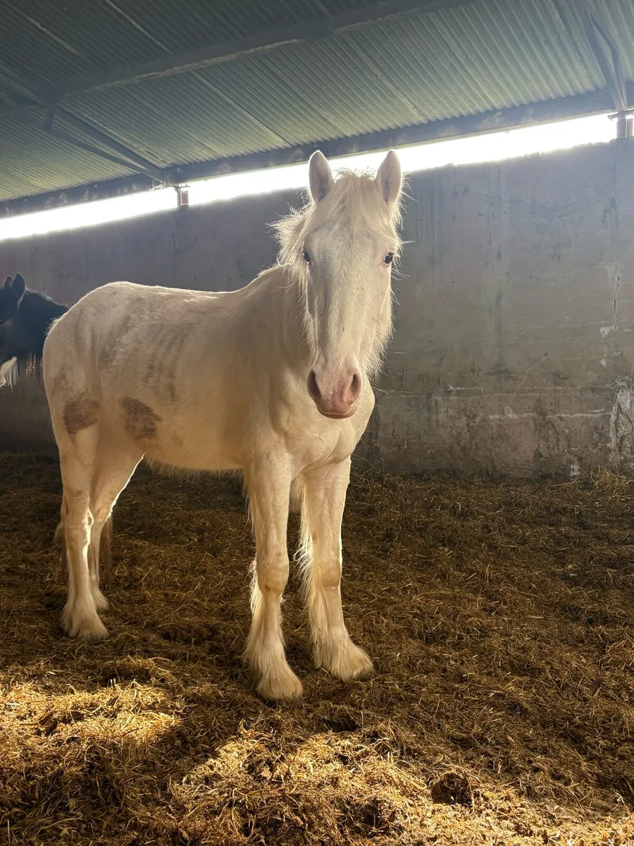 3 year old - Image 2