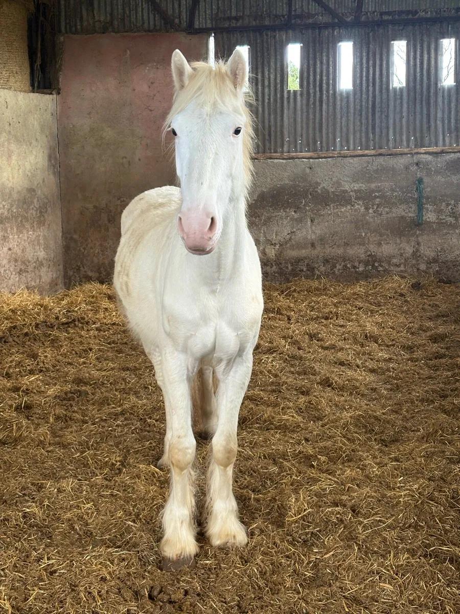 3 year old - Image 3